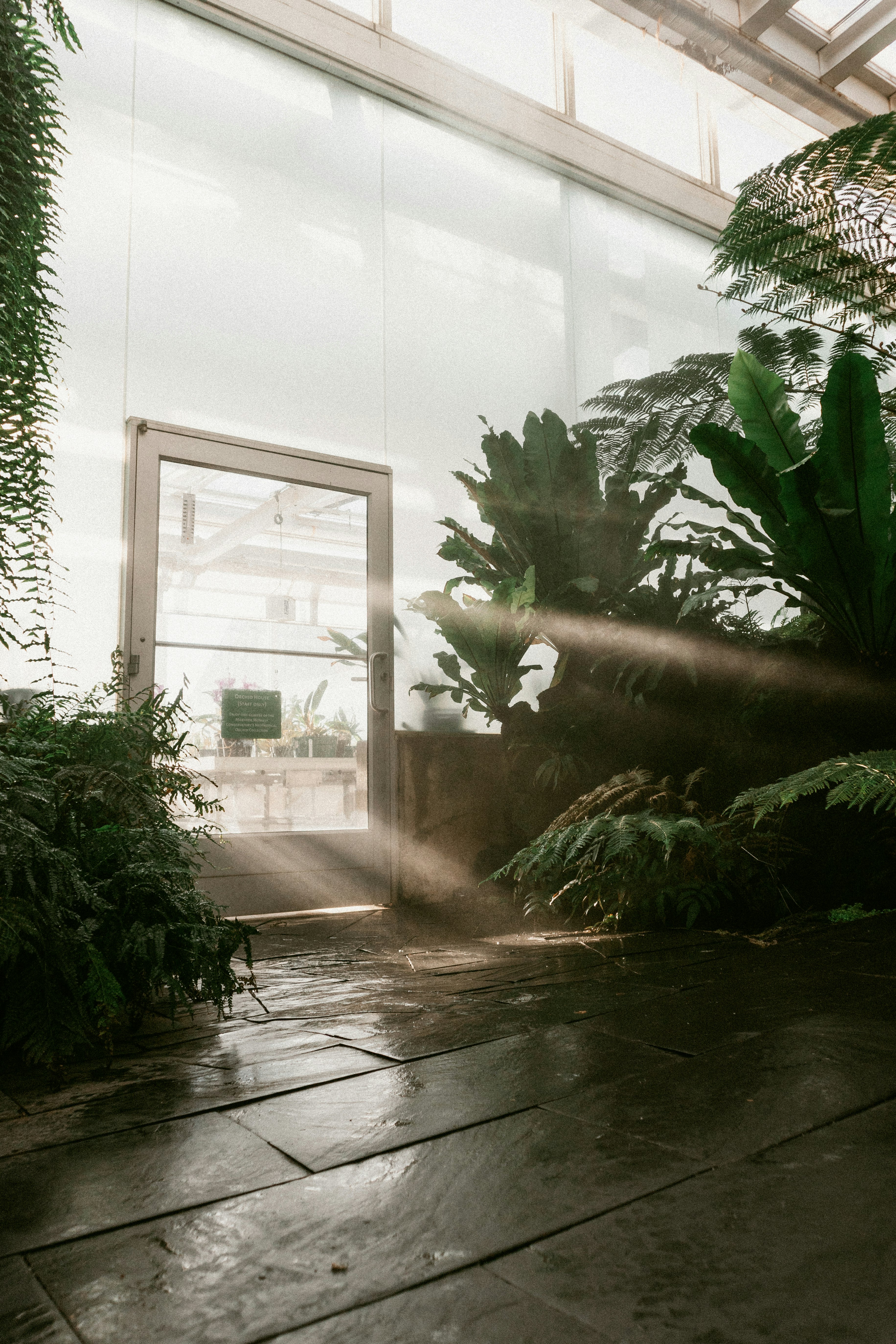 green plants inside a room